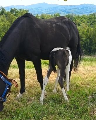 Cavalla