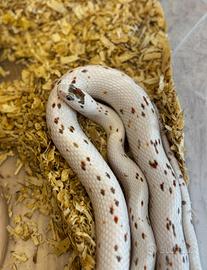 Serpe del grano / guttata