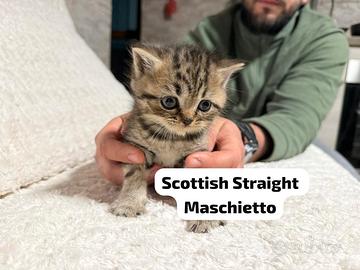 Scottish Straight e Fold
