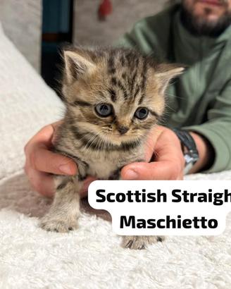 Scottish Straight e Fold