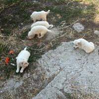 Cuccioli di pastore abruzzesi