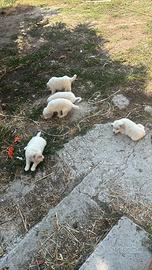 Cuccioli di pastore abruzzesi