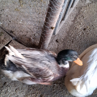 Anatra meticcia (maschio)