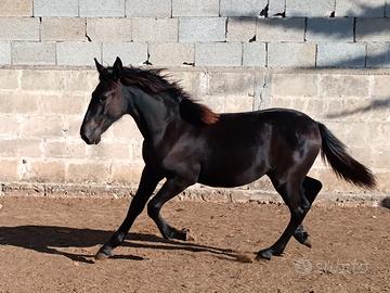 Puledre Murgese