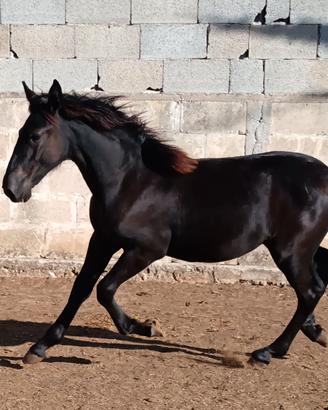 Puledre Murgese