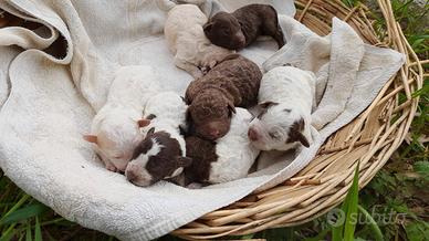 Cane CUCCIOLO LAGOTTO ROMAGNOLO
