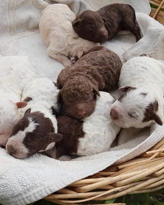 Cane CUCCIOLO LAGOTTO ROMAGNOLO