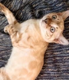 Gatti Bengala