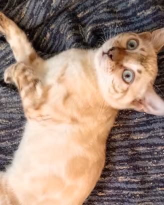 Gatti Bengala