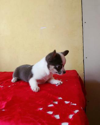Cuccioli di chihuahua