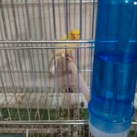 Coppia canarini con uova e gabbia