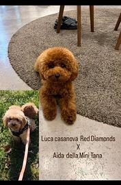 Cuccioli barboncino Toy