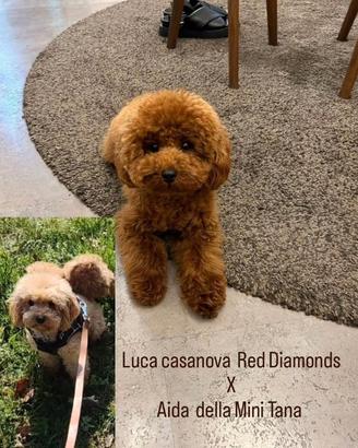 Cuccioli barboncino Toy