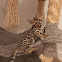 Gatto bengala