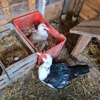 Coppia di anatre mute