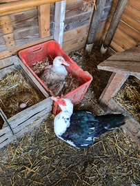 Coppia di anatre mute