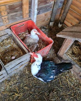 Coppia di anatre mute