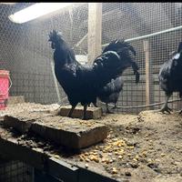 Galline cemani