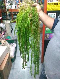 Piante per acquari/laghetti Vallisneria e Gigantea