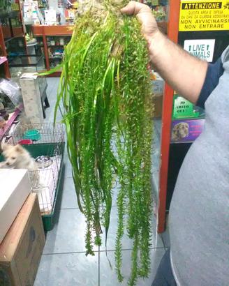 Piante per acquari/laghetti Vallisneria e Gigantea