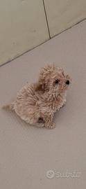 Maltipoo cucciolo