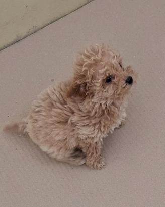 Maltipoo cucciolo