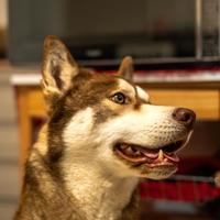 Femmina husky per accoppiamento