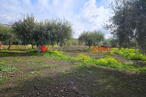 Terreno Agricolo Belpasso [Cod. rif 161VCG]