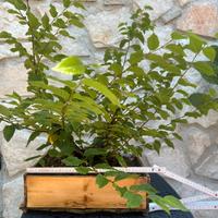 Bonsai carpino bianco