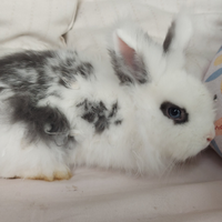 Coniglietta da compagnia