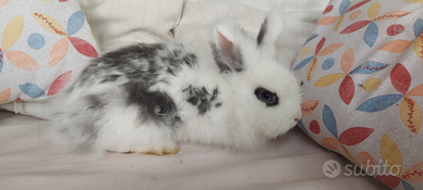 Coniglietta da compagnia