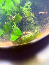Caridine red kristal