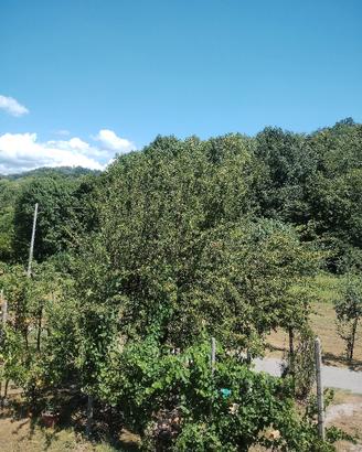 miele millefiori di castagno