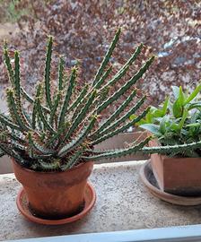 Euphorbia Aeruginosa in vaso di coccio