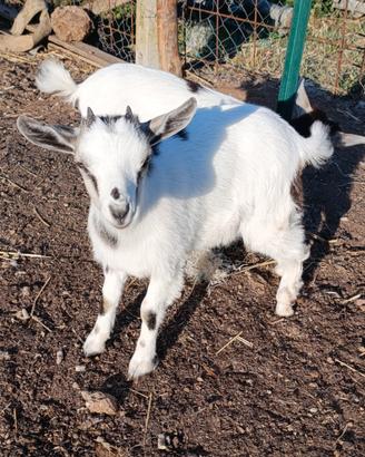 Capre tibetane