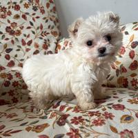 Maltese mini toy