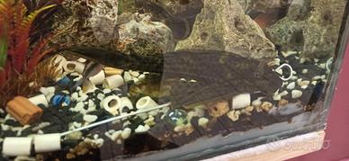 Plecostomus pulitore acqua dolce