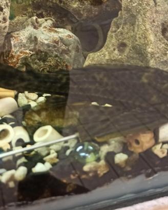 Plecostomus pulitore acqua dolce