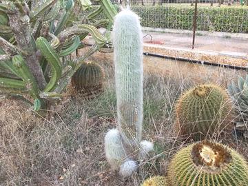 Cephalocereus Senilis - Testa di vecchio 1,3 m.!