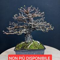 Bonsai Ulmus parvifolia