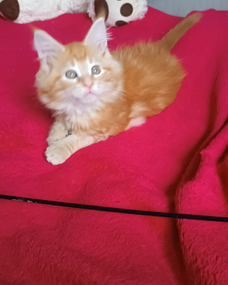 Maschietto Maine Coon tg XXL per Natale pedigree