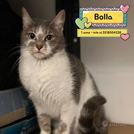 BOLLA dolce gattina micina 1 anno in adozione