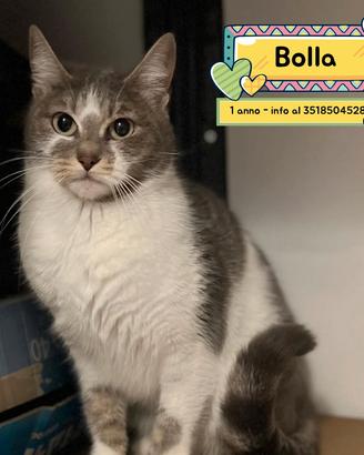 BOLLA dolce gattina micina 1 anno in adozione