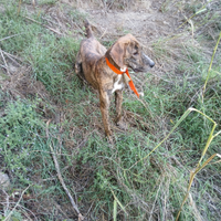 Cuccioloni maremmani