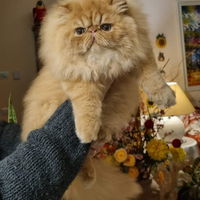 Cuccioli di Gatto Persiano Tipati