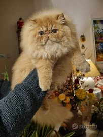 Cuccioli di Gatto Persiano IperTIPICO