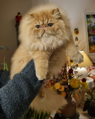 Cuccioli di Gatto Persiano Tipati