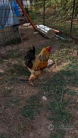 Gallo brahma gigante