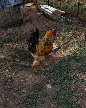 Gallo brahma gigante