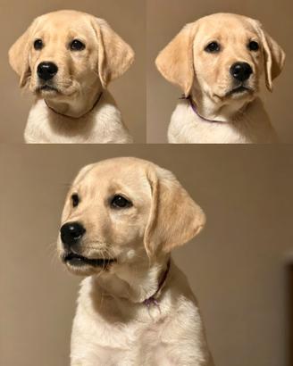 Labrador Retriever Giallo Maschietto